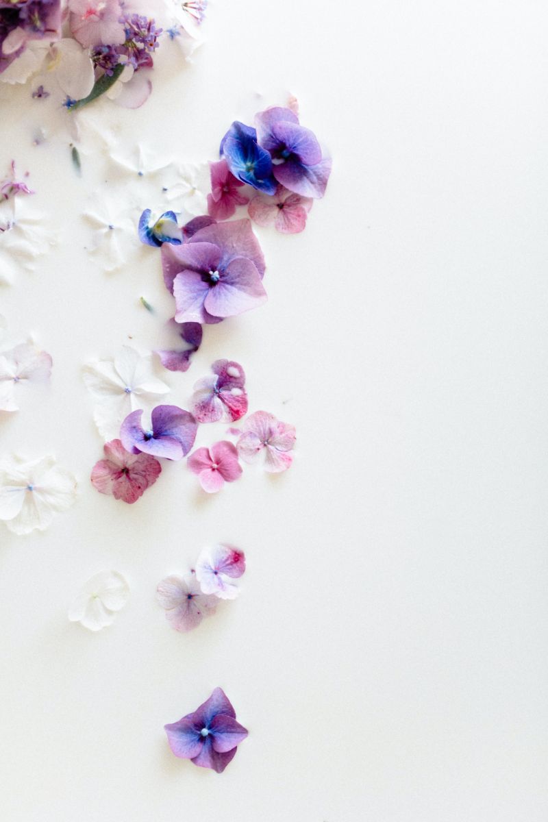 purple jasmine flower plant on white background