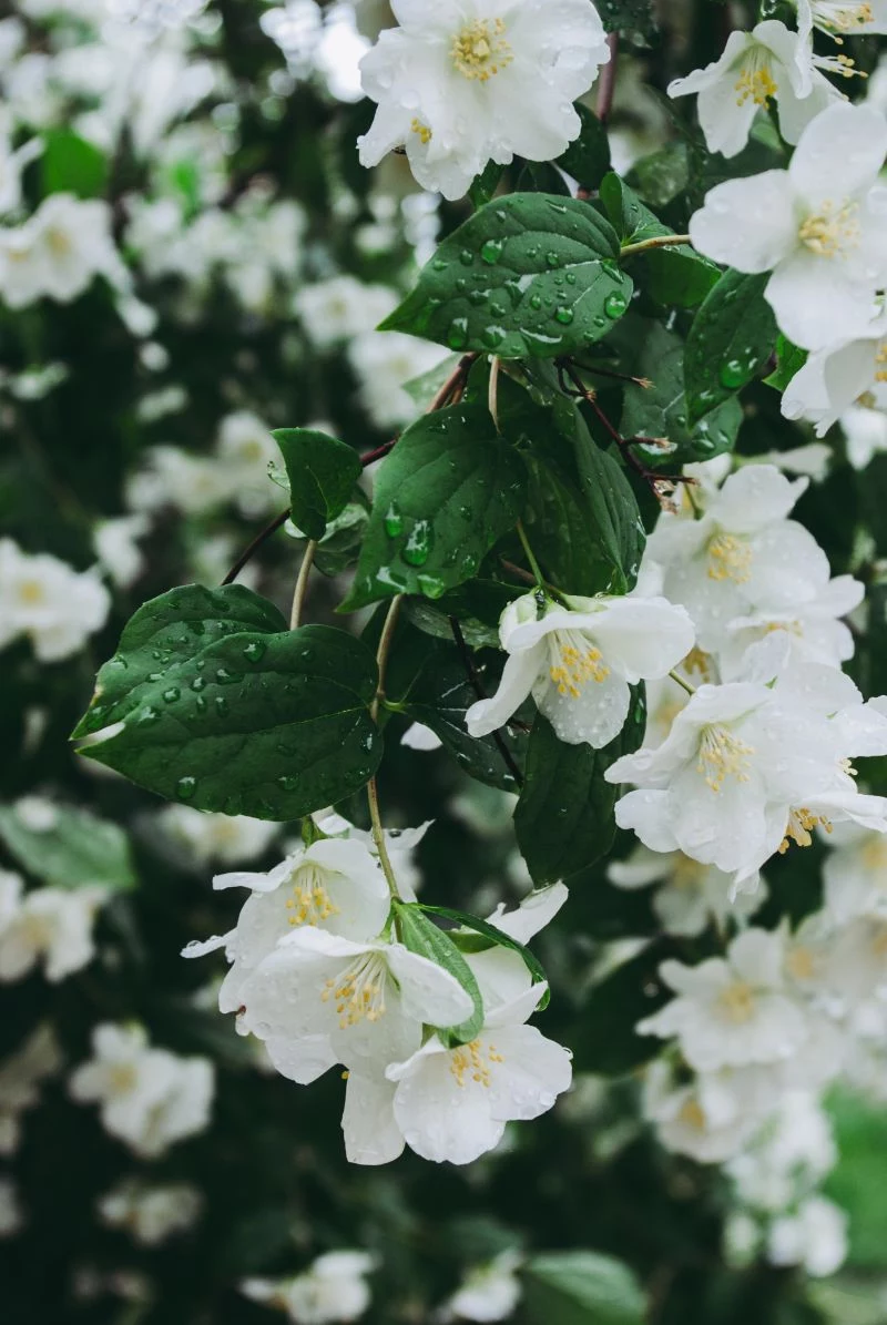 rain drops on jasmine flower leaves