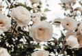Grow low maintenance plants in pots to decorate your porch or balcony