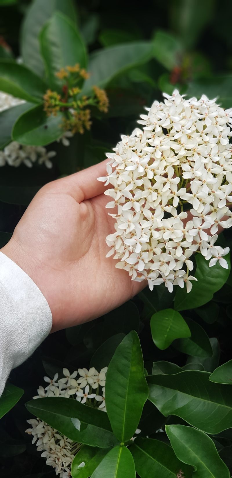 small jasmine flower plant with small blooms