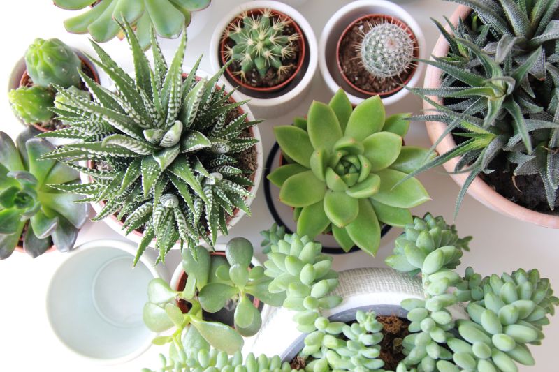 succulents low maintenance outdoor plants in pots