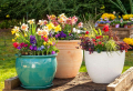 Grow low maintenance plants in pots to decorate your porch or balcony