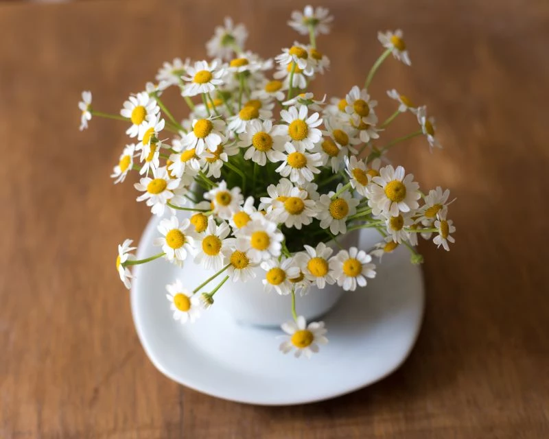 types of houseplants daisies in small pot
