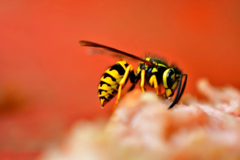 wasp how to get rid of aphids on flower