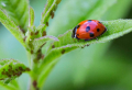 How to get rid of aphids – save your plants with a few homemade remedies