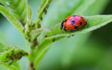 what are aphids ladybug on green leaf