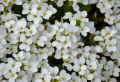 How to grow perennial flowers in pots for an always beautiful garden