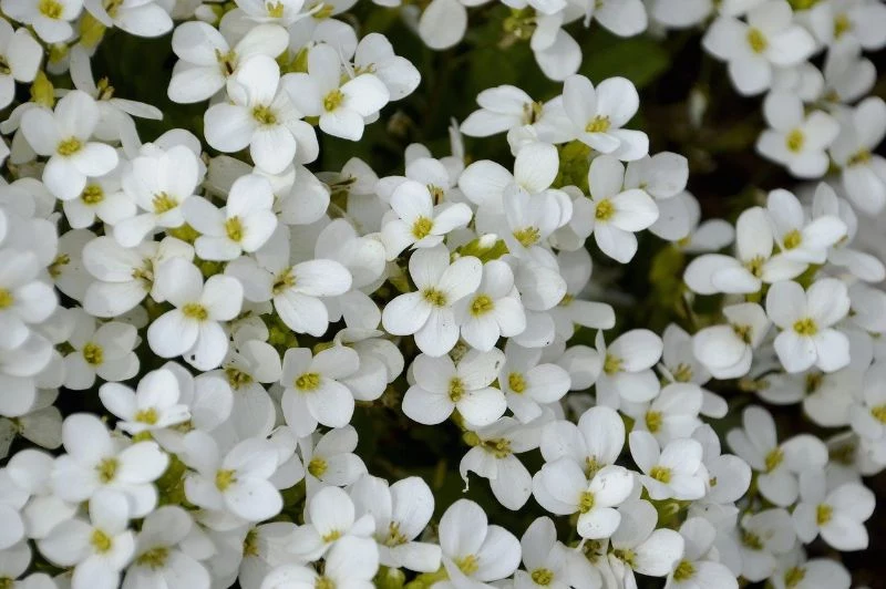 alysse flower perennial flowers white blooms