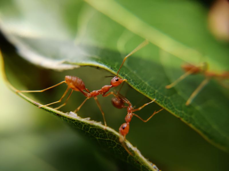 ants in house on green leaf close up photo