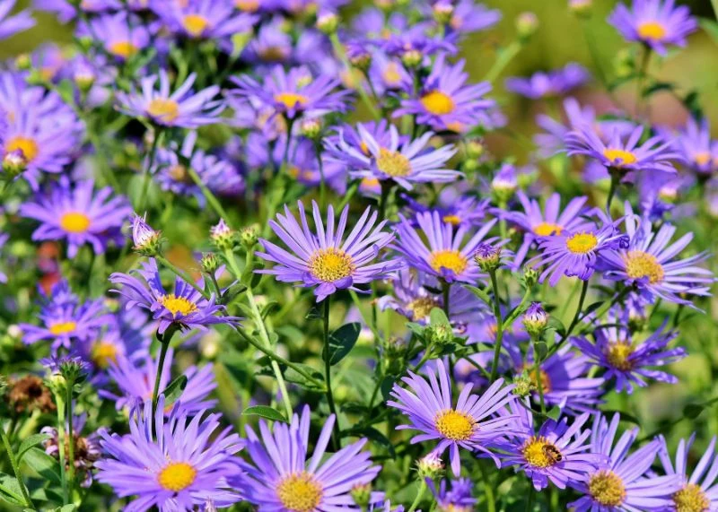 aster flowers in purple perennial flowers