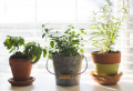 Growing herbs indoors – how to care for them and mistakes to avoid