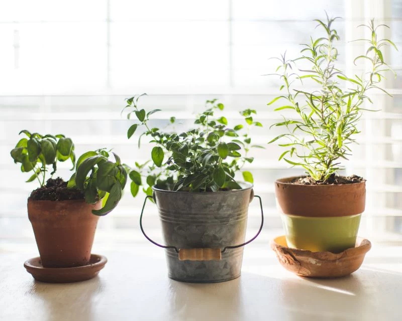 best herbs to grow indoors in three planters