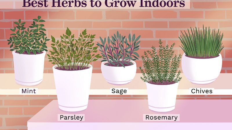 best herbs to grow indoors indoor herb garden