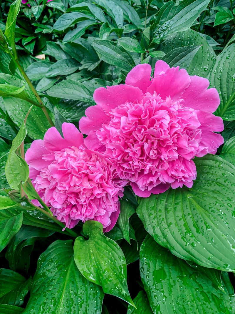 blooming peonies in pink types of peonies