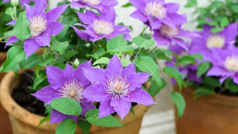 clematis perennial plants in ceramic pots