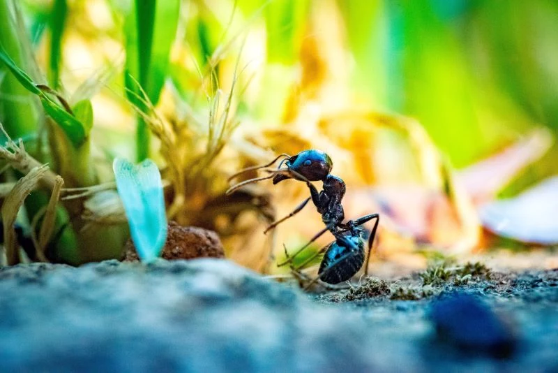close up of how to kill ants next to plant