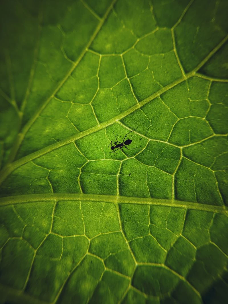 close up photo ants in house on leaf