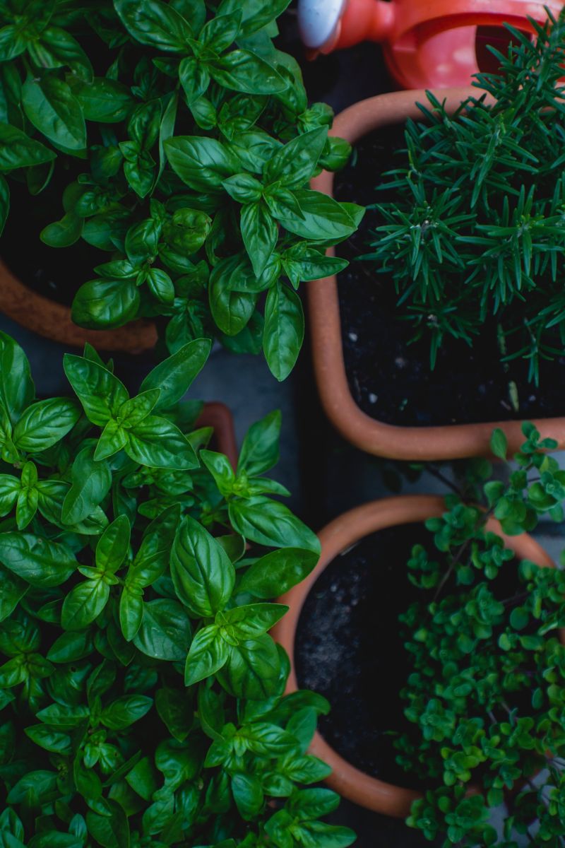 close up photo kitchen herb garden