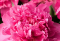 The beauty of the peony flower and how to care for it
