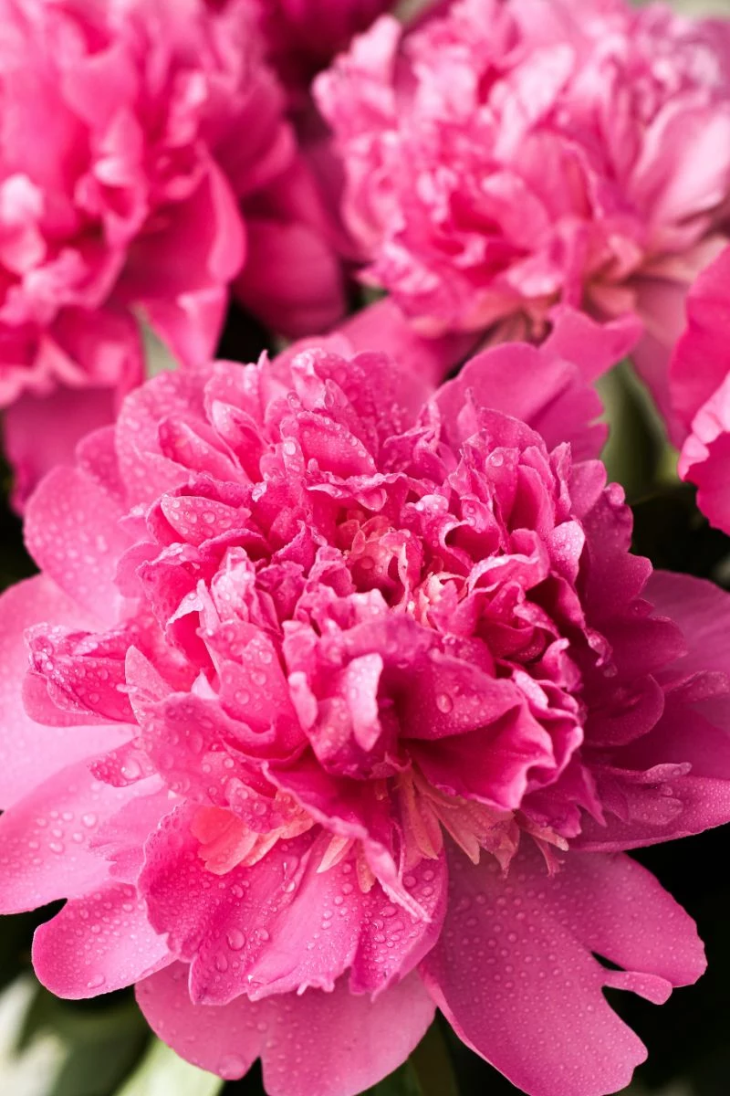 close up photo of pink peonies care