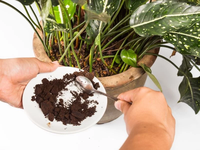 coffee grounds as fertilizer poured into pot