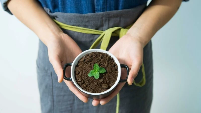 coffee grounds for plants inside mug