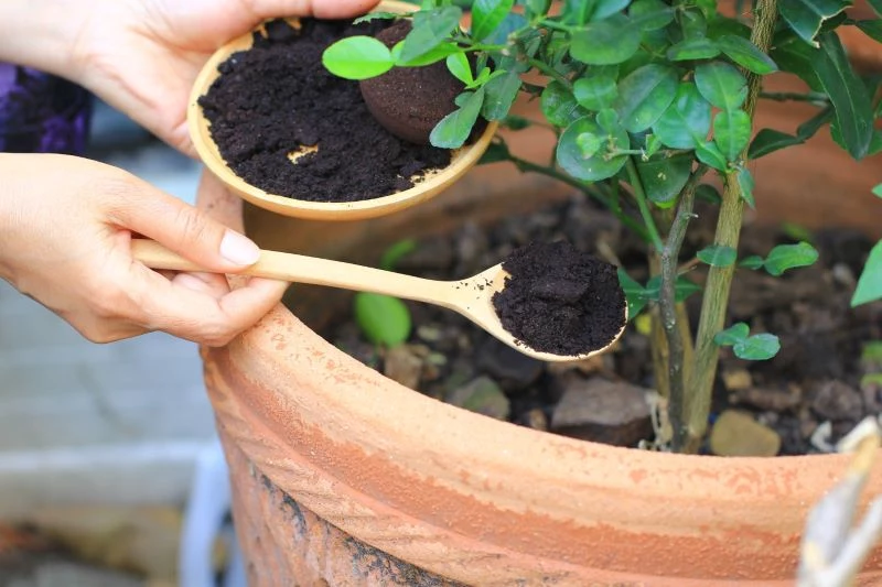 coffee grounds in garden placed in pot