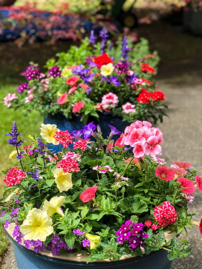 colorful perennial flowers in pots outside
