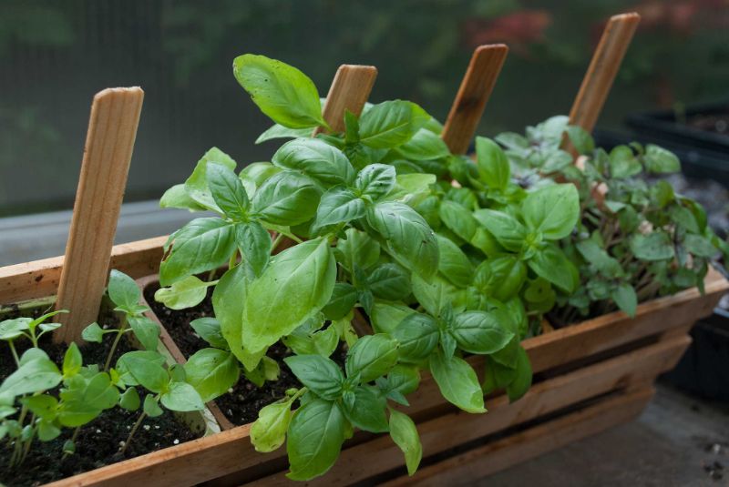 crate with different plants growing herbs indoors