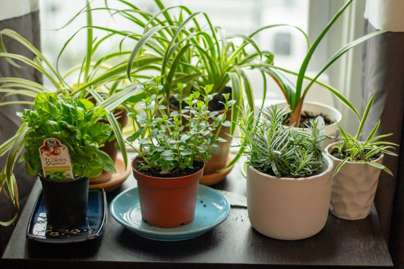 different planters indoor herb garden different plants