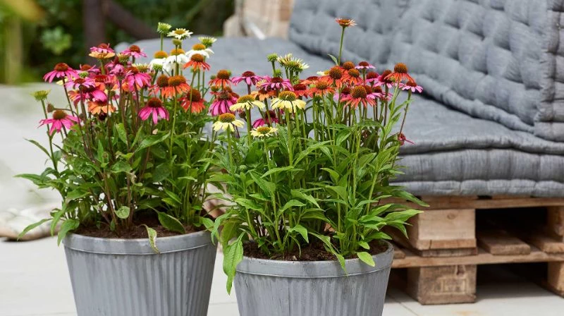 echinacea with red blooms perennial plants pots