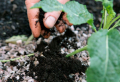 How to use coffee grounds for plants and around your garden