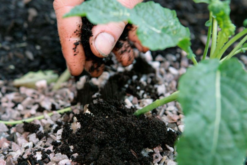 garden coffee grounds for plants on the ground