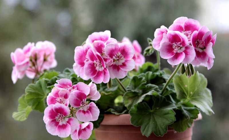 geranium in purple what is a perennial