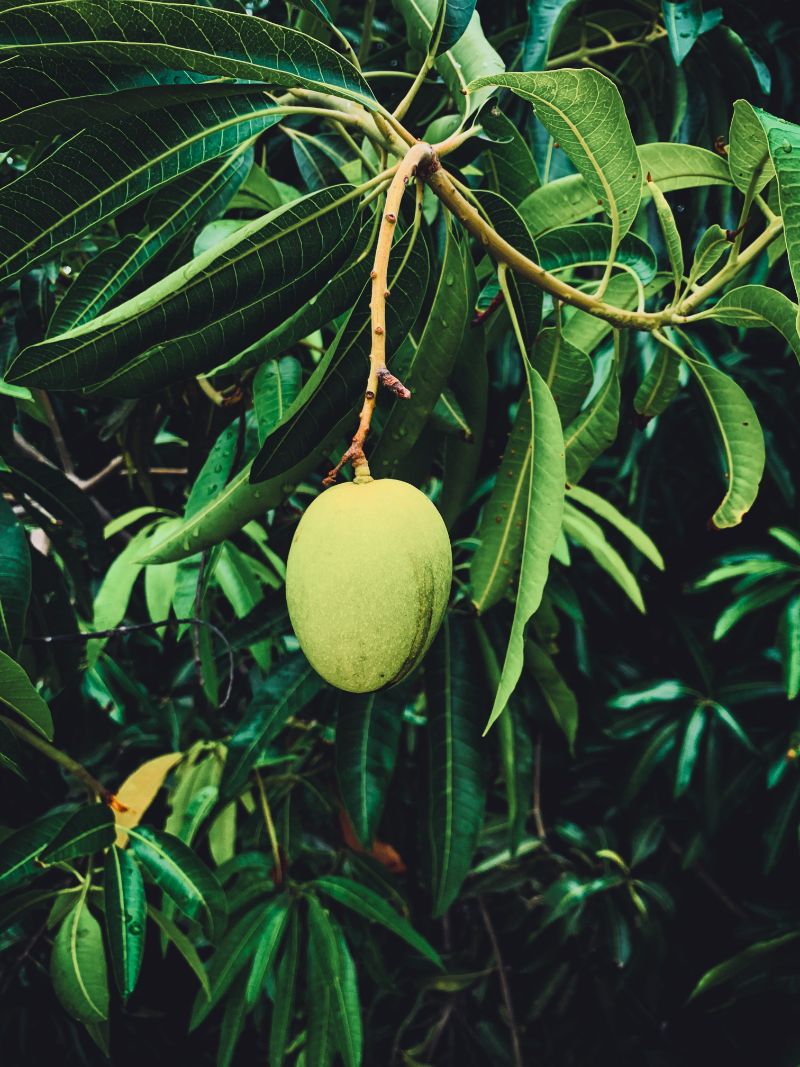 green mango on tree branch how to grow a mango tree from seed