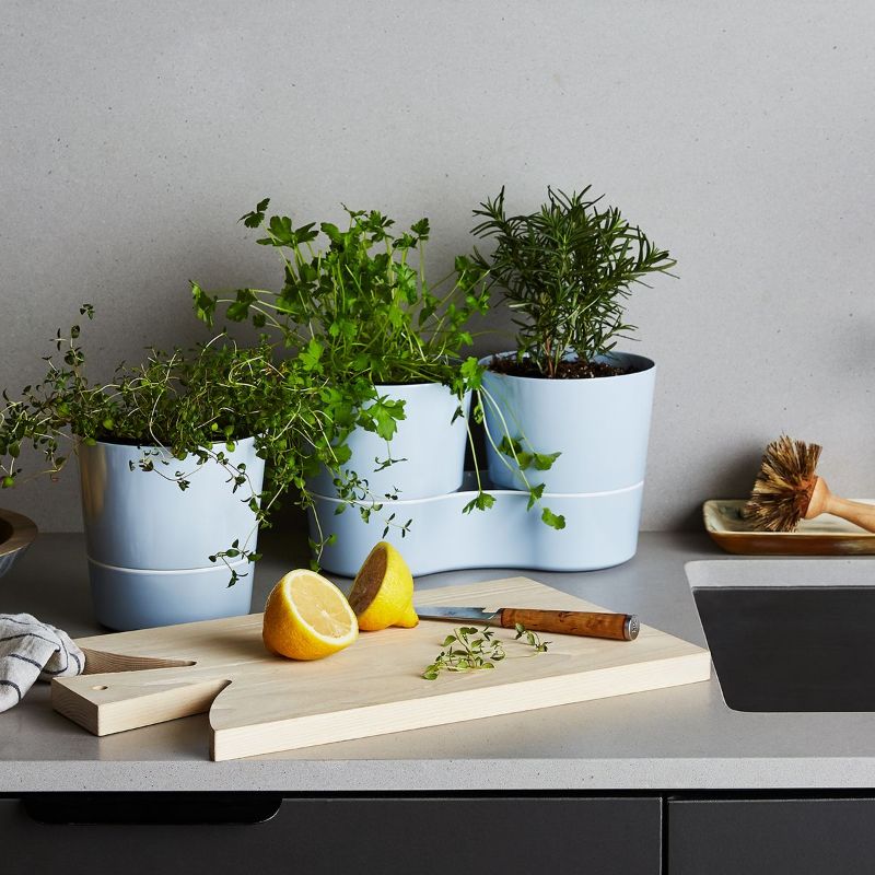 growing herbs indoors in three pots