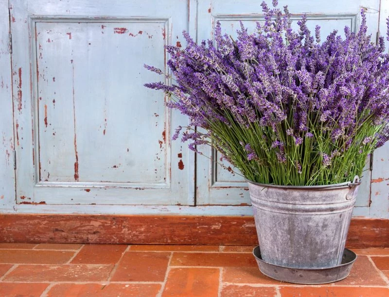 growing lavender in pot brick floor