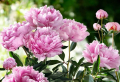 The beauty of the peony flower and how to care for it