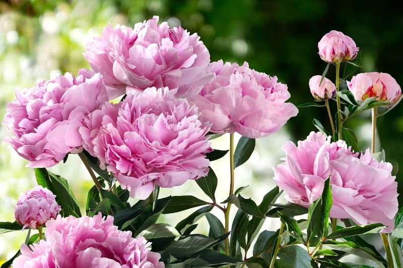 growing peonies photo of pink bush