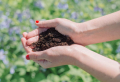 How to use coffee grounds for plants and around your garden