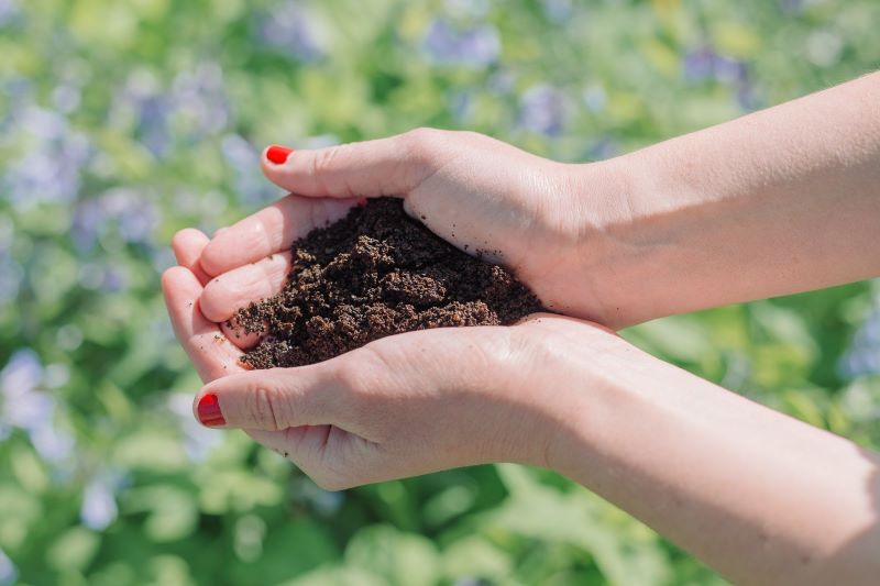 hands golding coffee grounds as fertilizer