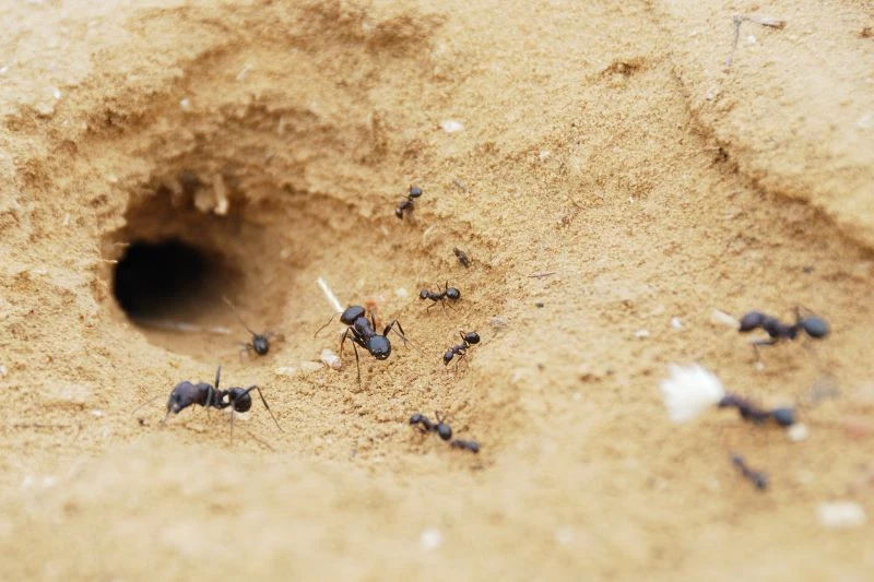 how to get rid of ants going to nest