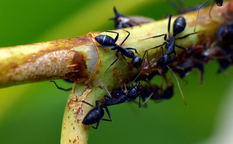 How to get rid of ants in our garden and our home