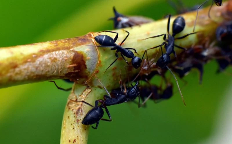 how to get rid of ants on plant branch