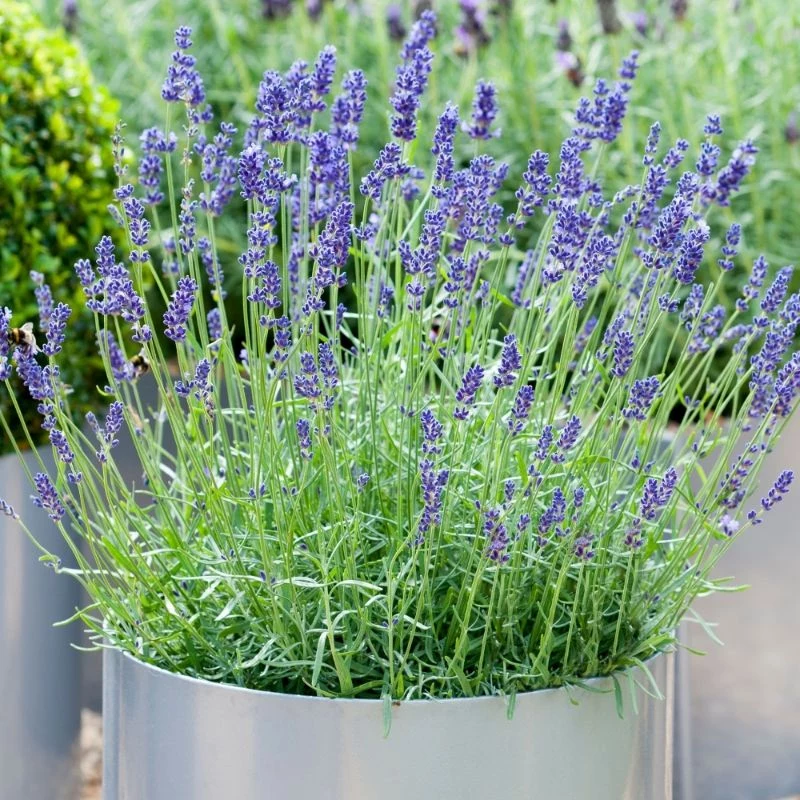 how to grow lavender in white pot