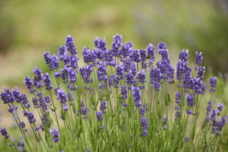 how to grow lavender plant bush