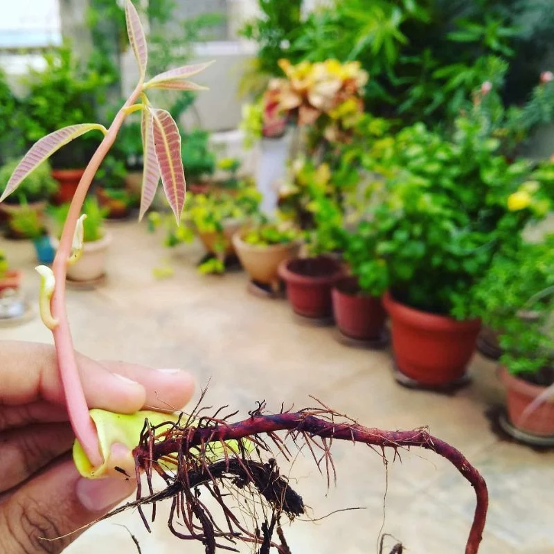 how to grow mango from seed with roots