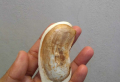How to grow a mango tree from seed and how to care for it