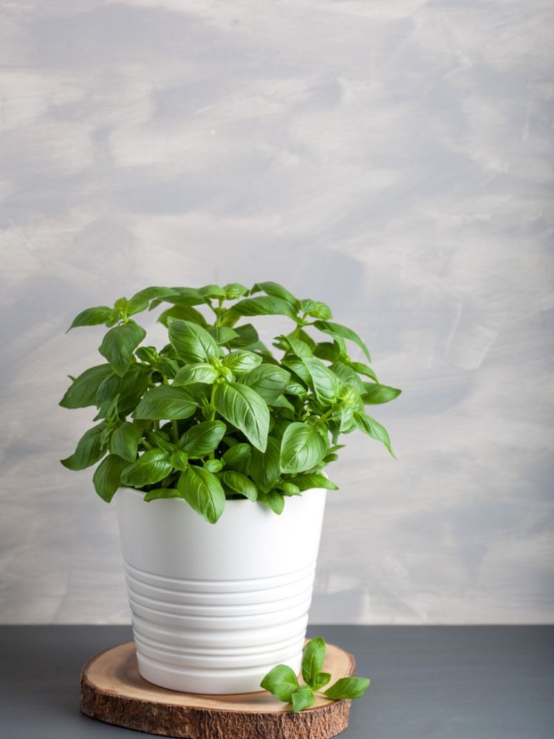 indoor herb garden basil in pot