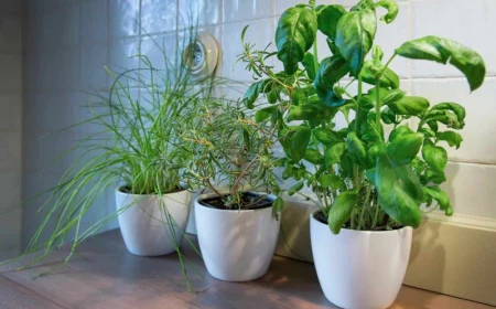 kitchen herb garden three planters